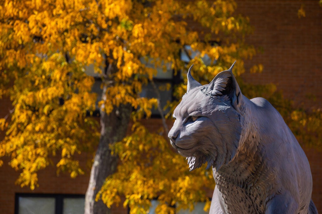 wildcat statue