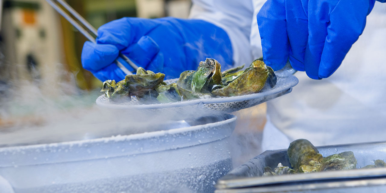 Cryoshucking oysters using liquid nitrogen Cryoshucking oysters using liquid nitrogen