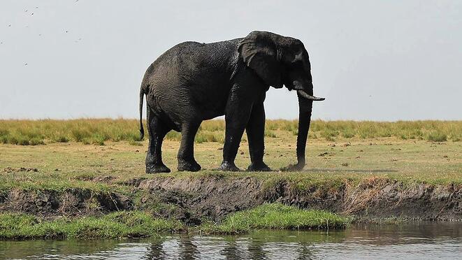 Botswana safari in Chobe National Park, known for its vast variety of African animals, including the elephant seen in the photo.